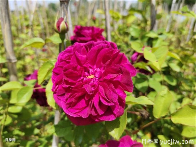 月季花苞發(fā)黃掉落需要關(guān)注4點(圖1)