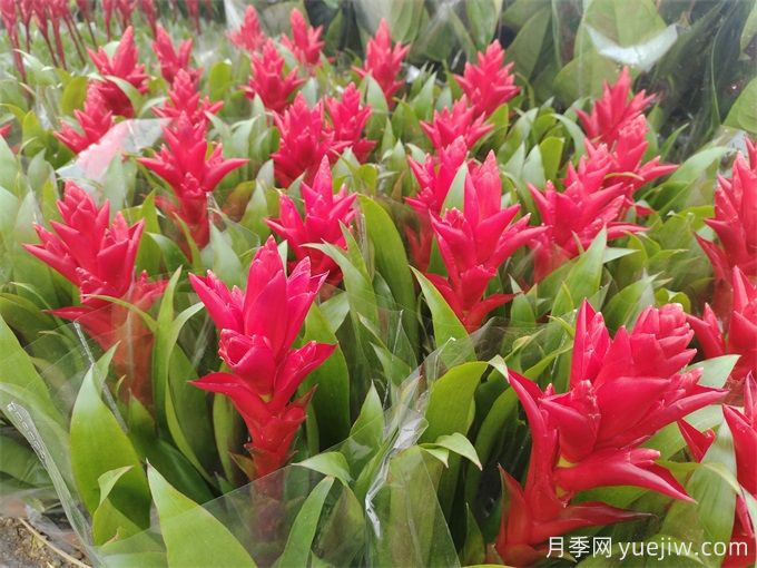 鳳梨花(紅運當頭)怎么養(yǎng)？(圖1)