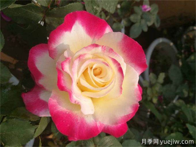 超級(jí)香的月季品種分享，花開滿院香(圖2)