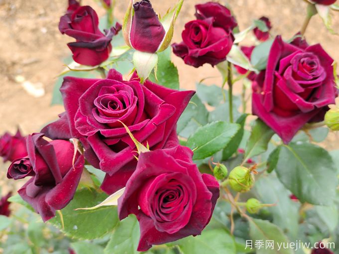 自己做澆花營養(yǎng)水，月季蹭蹭冒花苞(圖1)