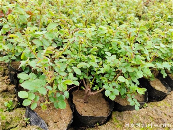 地被植物全年養(yǎng)護管理方案(圖1)