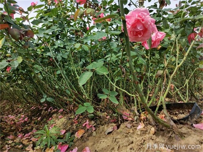 地被植物全年養(yǎng)護管理方案(圖2)