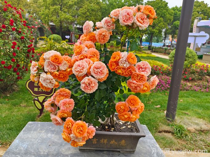 如何提高花木盆景的觀賞效果？(圖1)