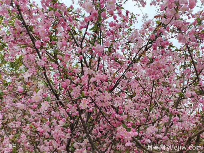 海棠花病蟲(chóng)害的防治(圖1)