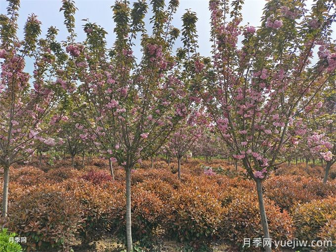 櫻花的栽培與養(yǎng)護(hù)需要注意事項(xiàng)(圖1)