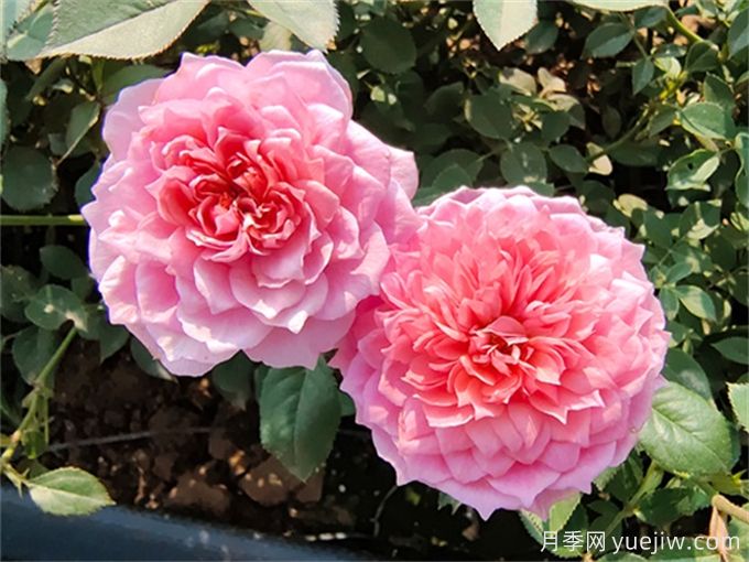 適于室內(nèi)種植的植物和不適于室內(nèi)種植的植物有哪些？(圖1)