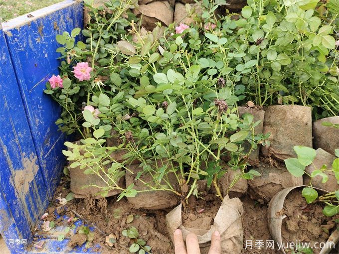 月季花盆栽種植技術(shù)(圖1)