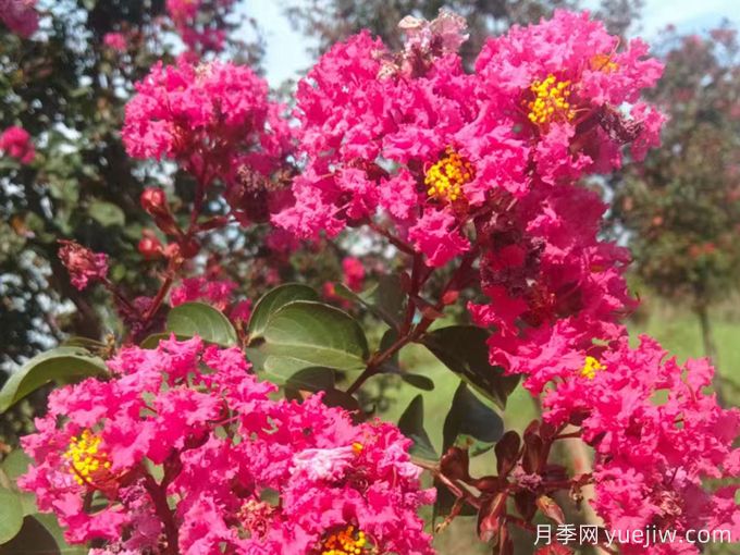 紅葉紫薇盆栽的養(yǎng)殖方法和注意事項(xiàng)(圖1)
