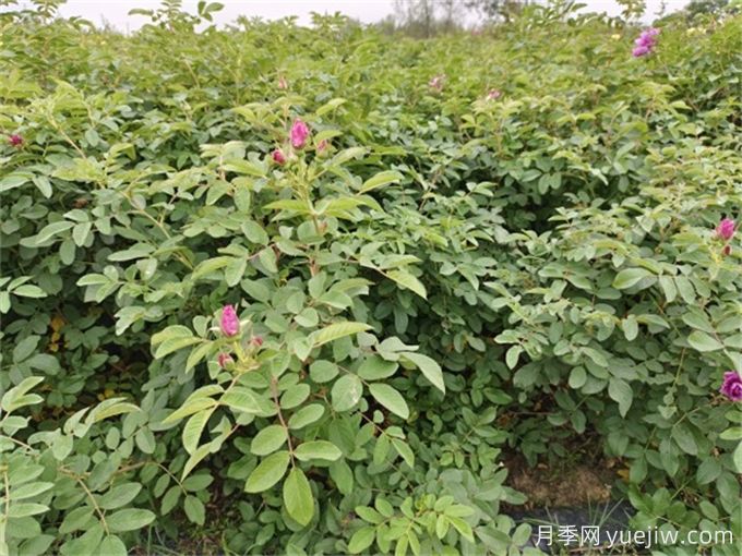 苦水玫瑰病蟲害防治技術(圖1)