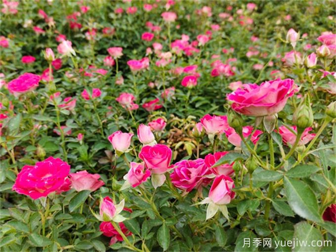 植物的僵苗現(xiàn)象是如何形成的？(圖1)