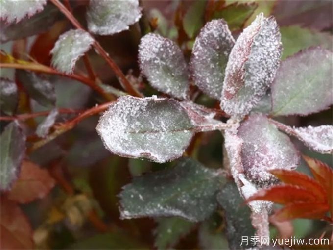 月季花白粉病怎樣產(chǎn)生的？如何防治白粉病(圖2)