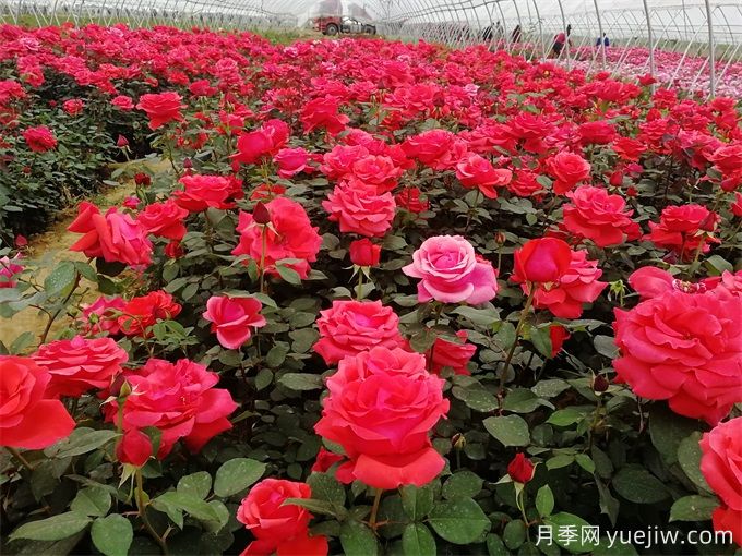 花友月季養(yǎng)護(hù)，推薦用有機(jī)肥還是無(wú)機(jī)肥？(圖1)
