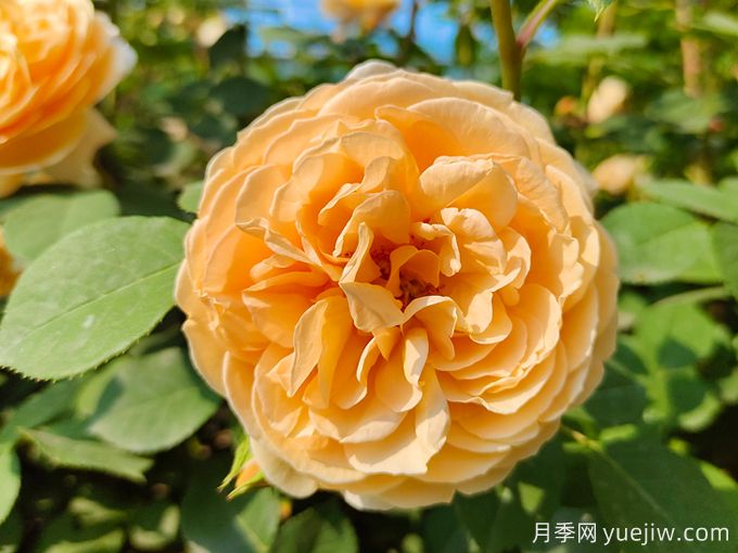 月季薔薇玫瑰，怎樣辨認(rèn)薔薇三姐妹？(圖1)