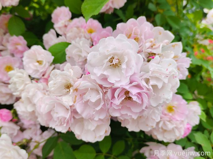薔薇怎樣管理與養(yǎng)護(hù)？(圖1)