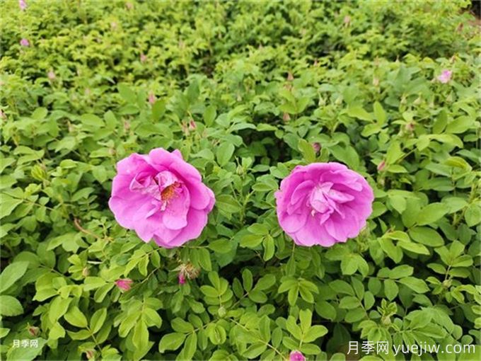 南陽(yáng)月季繁育基地教你輕松辨別月季、玫瑰和薔薇(圖2)