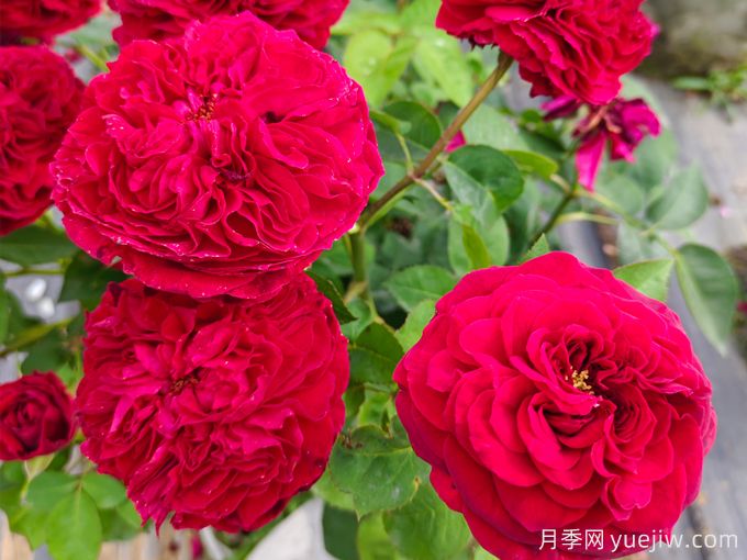 紅色月季秋季養(yǎng)護辦法(圖1)