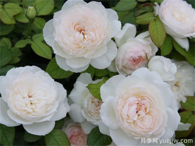 推薦11種白色系月季品種，花朵優(yōu)雅純潔(圖3)