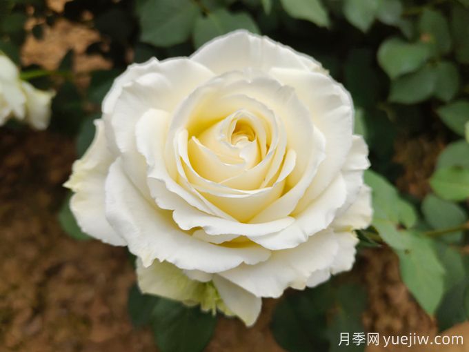 推薦11種白色系月季品種，花朵優(yōu)雅純潔(圖1)