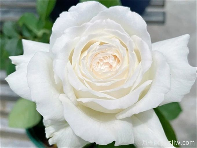 推薦11種白色系月季品種，花朵優(yōu)雅純潔(圖4)