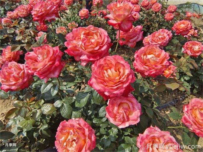 養(yǎng)花的15個(gè)正確姿勢(shì)，讓你成為養(yǎng)花達(dá)人(圖1)