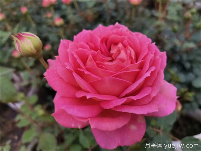 銀禧慶典月季，又美又香，經(jīng)典大花耐寒耐旱(圖2)