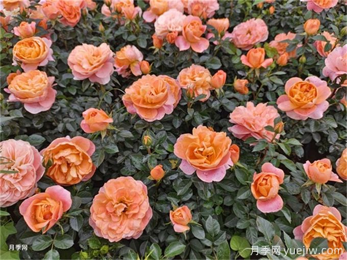 陽臺月季系列，豐花勤花又抗病，輕松待機(jī)10個月(圖4)
