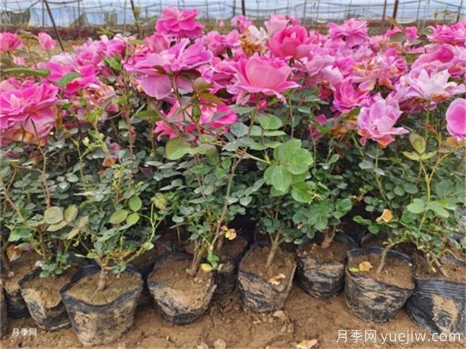 植物花卉的繁殖有幾種方式？家庭養(yǎng)花該如何選擇？(圖1)