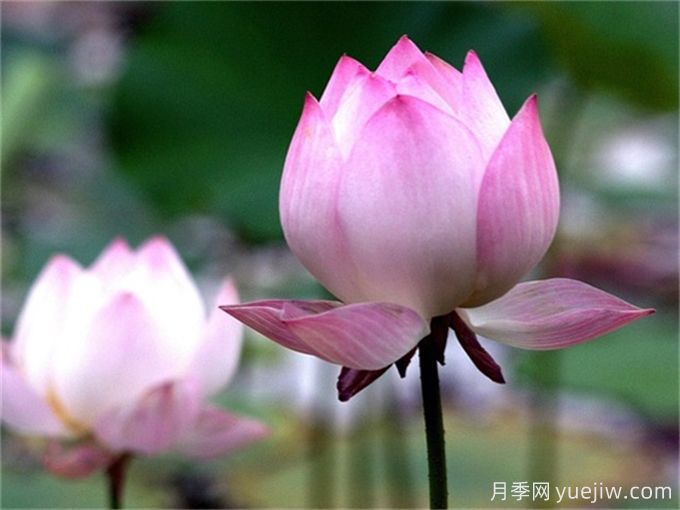 夏季有哪些可以種的水生植物？(圖1)