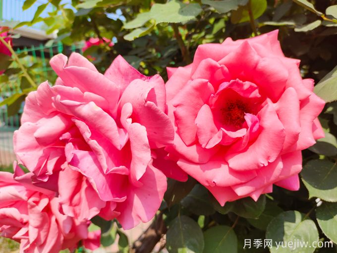 月季之美，在于持久不衰的芬芳(圖1)