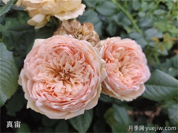 真宙月季，花色迷人，耐熱抗病型好(圖2)