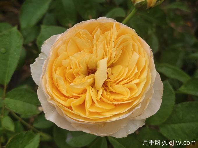 ***美花中皇后，10個經(jīng)典月季品種推薦(圖1)