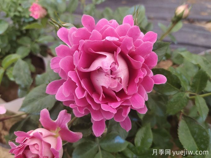 月季什么時(shí)候秋剪？不要要急，讓秋花依然美(圖1)