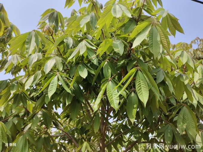 常見(jiàn)的30種色葉植物，為城市園林增綠添彩(圖2)