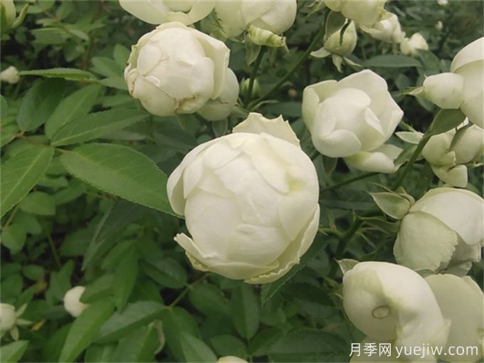 推薦12個超級微型月季品種，個個都是開花機器(圖4)