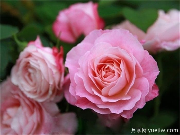海神王陽(yáng)臺(tái)月季，大花勤花抗病強(qiáng)(圖1)
