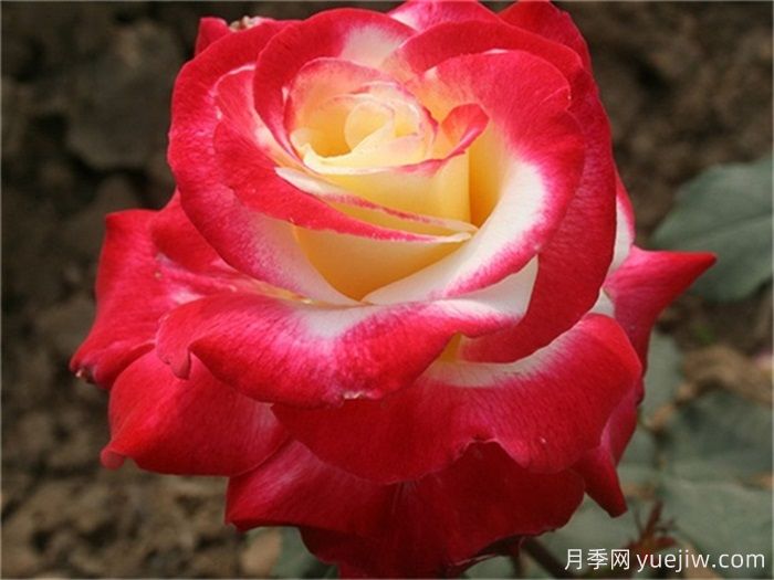 推薦6個(gè)大花濃香型月季品種(圖1)