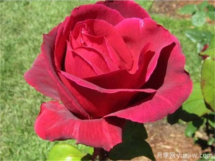 推薦6個(gè)大花濃香型月季品種(圖3)