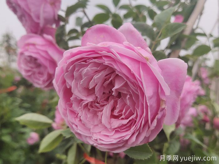 推薦6個(gè)大花濃香型月季品種(圖4)