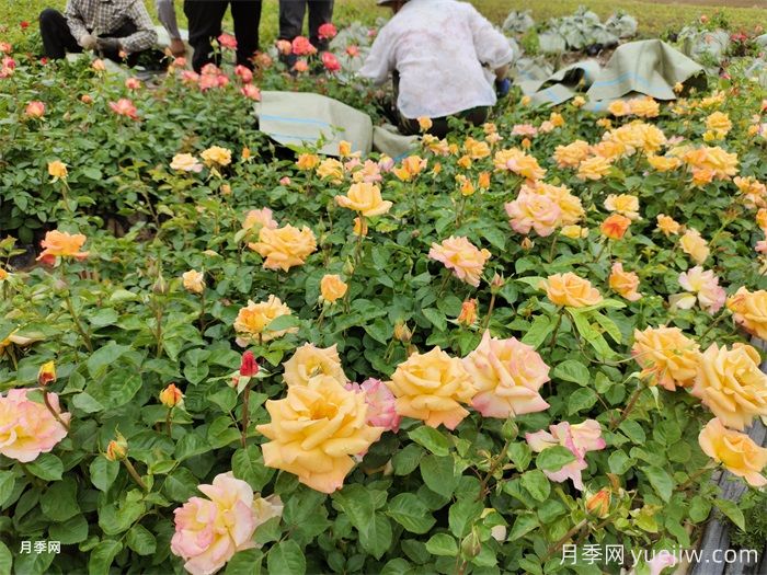 如何搭配花卉和地被植物來營(yíng)造豐富的景觀效果？(圖1)