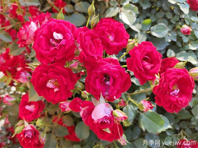 9月初月季養(yǎng)護(hù)辦法，讓秋花和春花一樣燦爛綻放(圖3)