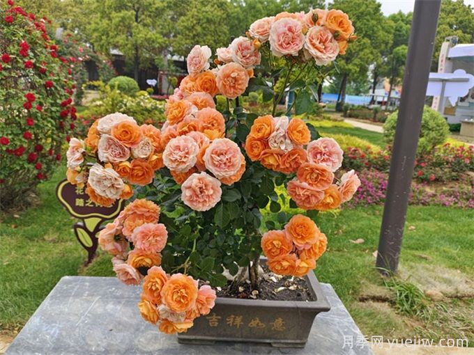 陽臺(tái)養(yǎng)果汁陽臺(tái)月季辦法，分享種植心得(圖3)