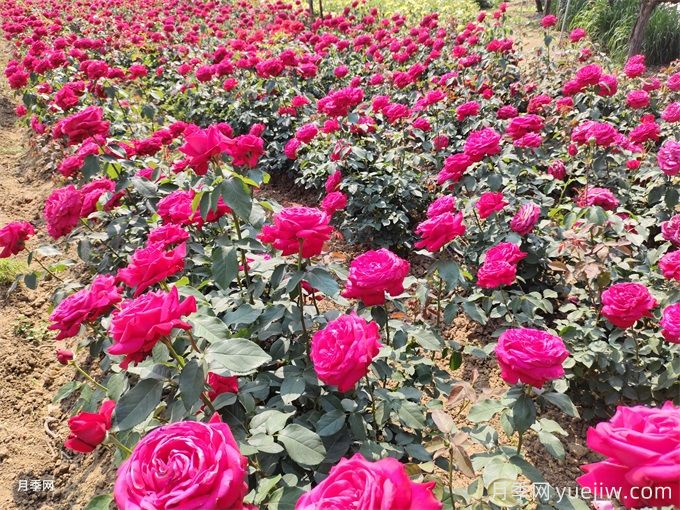景觀月季花謝了后，如何再次開花？(圖1)