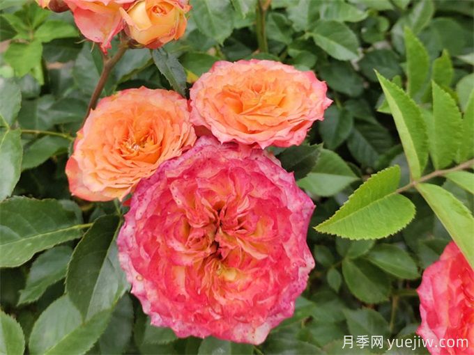 跳出月季坑，三個(gè)原因居然進(jìn)入花友黑名單(圖1)