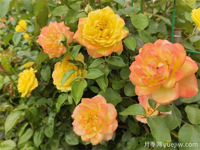 月季花的主要種類和品種有哪些？(圖1)