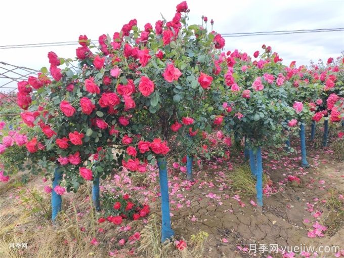 月季花的主要種類和品種有哪些？(圖3)
