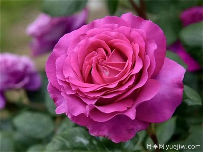 分享15種超香月季品種，香味控花友必備(圖4)