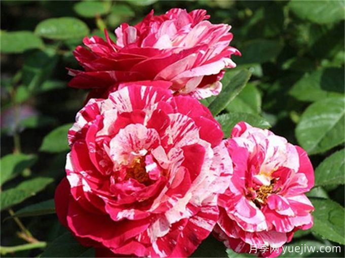 分享15種超香月季品種，香味控花友必備(圖5)