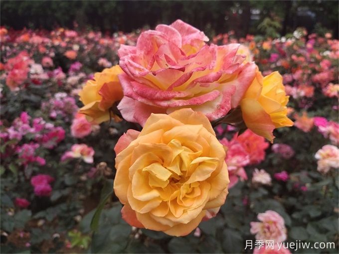 南陽(yáng)月季花的養(yǎng)殖方法和注意事項(xiàng)總結(jié)(圖2)