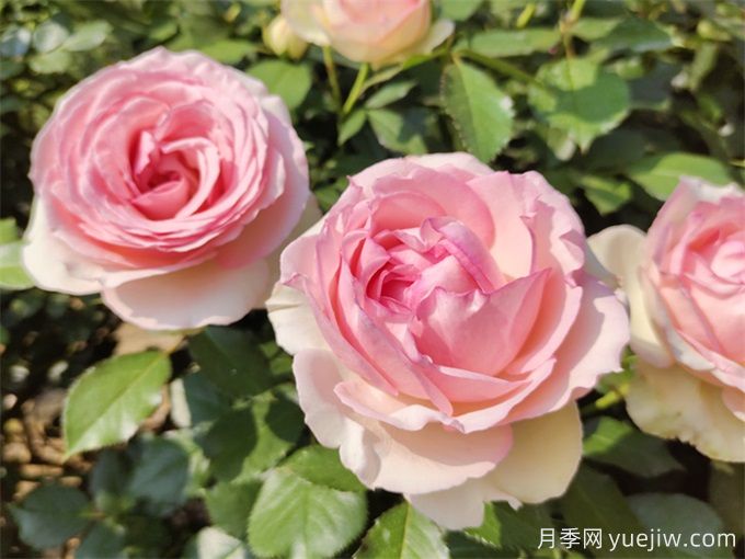 南陽(yáng)月季花的養(yǎng)殖方法和注意事項(xiàng)總結(jié)(圖3)