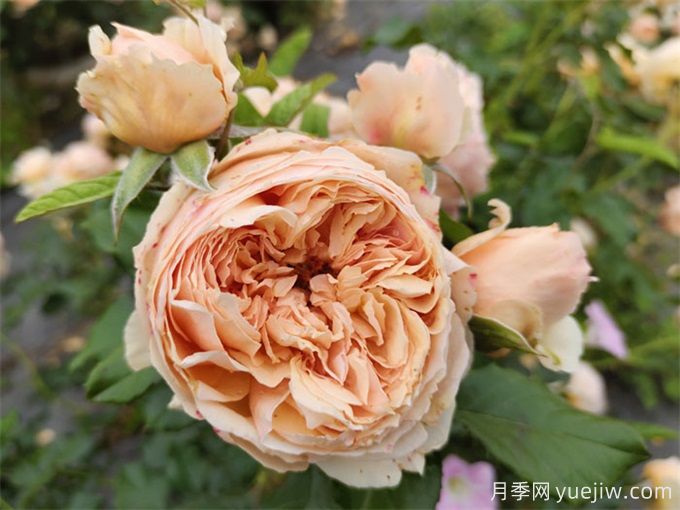 6個(gè)月季花品種，開花又大又香皮實(shí)好養(yǎng)(圖1)
